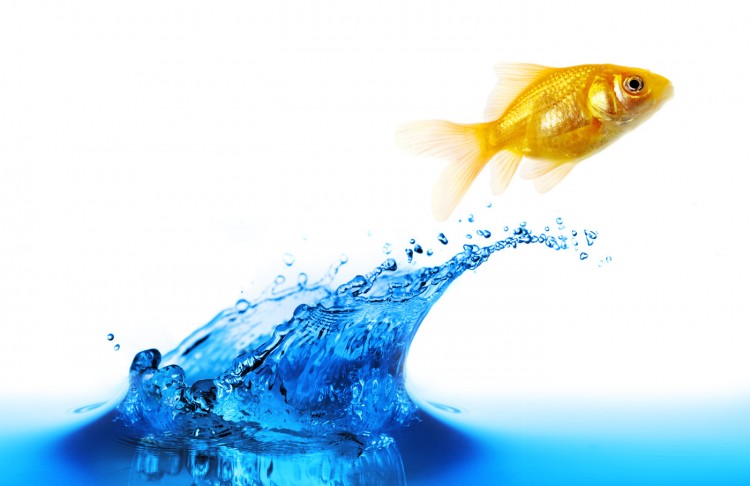 Water With Fish Image